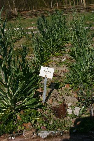 Färberwaid-Pflanzen mit gelben Blüten im Garten des Sachsenhofs