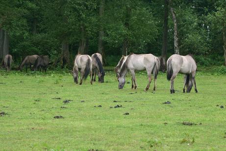 Eine Herde Dülmener Wildpferde auf der Weide