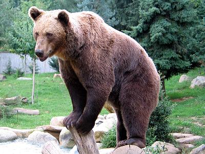 Braunbär