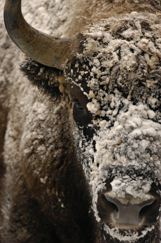 Wisent im Sauerland