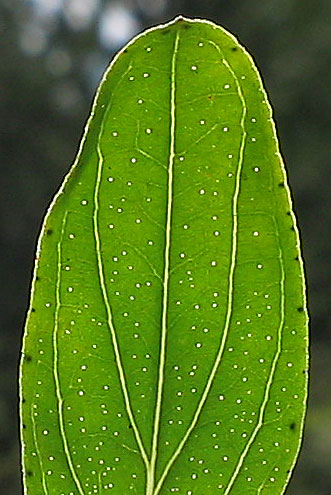Blatt des Johanniskraut mit Öldrüsen