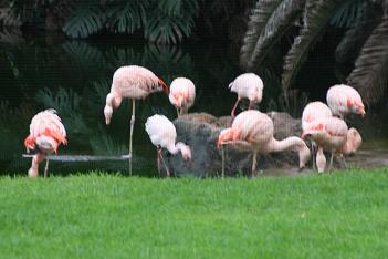 Flamingos im Zwillbrocker Venn