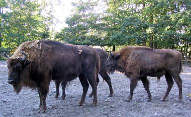 Wisent